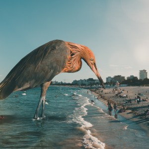 egret 01 fb 2048 2 egret 01 fb 2048 2